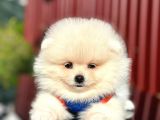 Scrli En Yakışıklı Pomeranian Boo Erkek Yavru