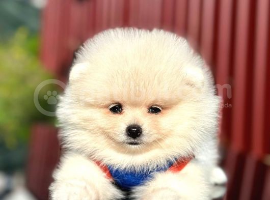 Scrli En Yakışıklı Pomeranian Boo Erkek Yavru görsel