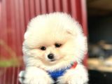 Scrli En yakışıklı Pomeranian Boo Erkek yavru