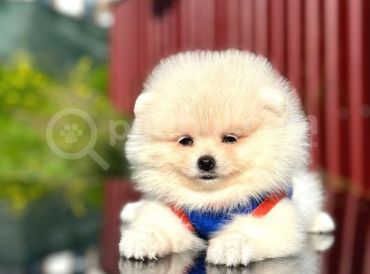 Scrli En Yakışıklı Pomeranian Boo Erkek Yavru görsel