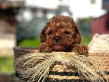 SHOW KALİTE MİNİ BOY RED BROWN TOY POODLE ERKEK