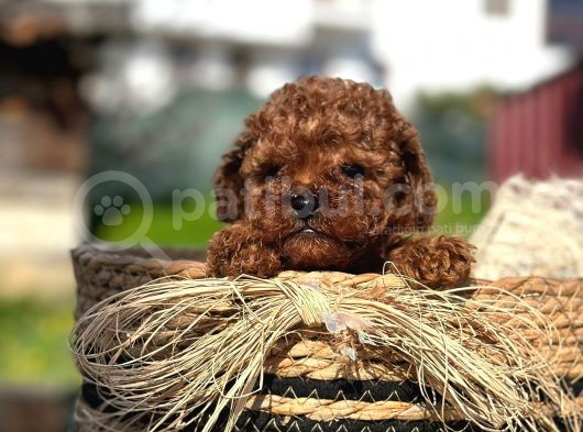 Show Kali̇te Mi̇ni̇ Boy Red Brown Toy Poodle Erkek