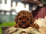 Show Kali̇te Mi̇ni̇ Boy Red Brown Toy Poodle Erkek