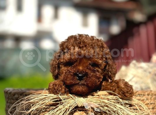 Show Kali̇te Mi̇ni̇ Boy Red Brown Toy Poodle Erkek görsel
