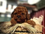 Show Kali̇te Mi̇ni̇ Boy Red Brown Toy Poodle Erkek