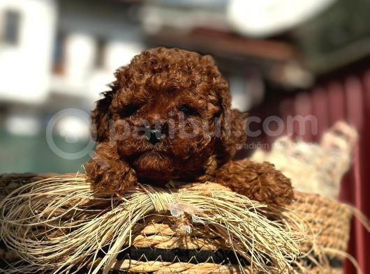 Show Kali̇te Mi̇ni̇ Boy Red Brown Toy Poodle Erkek görsel