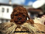 Show Kali̇te Mi̇ni̇ Boy Red Brown Toy Poodle Erkek