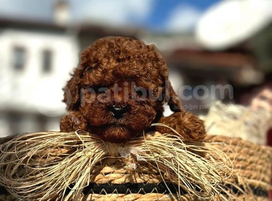Show Kali̇te Mi̇ni̇ Boy Red Brown Toy Poodle Erkek görsel
