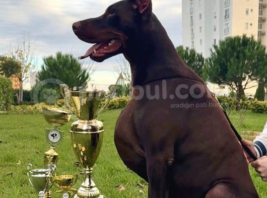 Dünya Şampiyonu Torunları   Tr Şampiyonu İce Yavruları