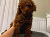 Dünyalar Tatlısı Toy Poodle