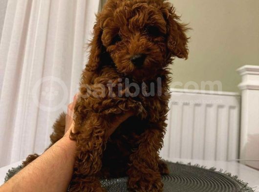 Dünyalar Tatlısı Toy Poodle görsel