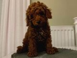Dünyalar Tatlısı Toy Poodle