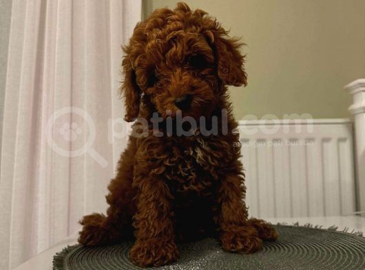 Dünyalar Tatlısı Toy Poodle görsel