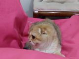 Scottish Fold 2 Buçuk Aylık - Sahibinden