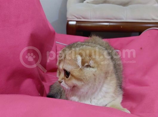 Scottish Fold 2 Buçuk Aylık - Sahibinden görsel