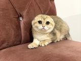 Scottish Fold 2 Buçuk Aylık - Sahibinden