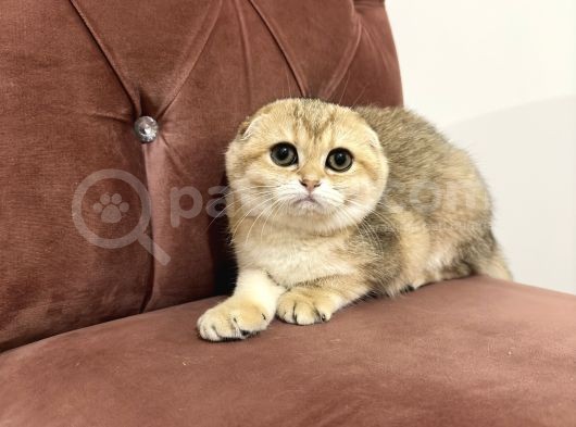 Scottish Fold 2 Buçuk Aylık - Sahibinden görsel