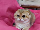 Scottish Fold 2 Buçuk Aylık - Sahibinden