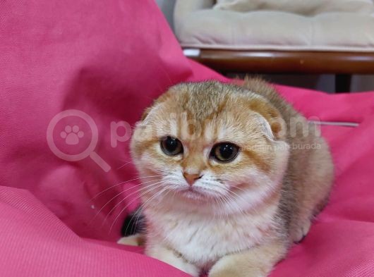 Scottish Fold 2 Buçuk Aylık - Sahibinden görsel