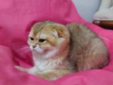 Scottish fold 2 buçuk aylık - sahibinden