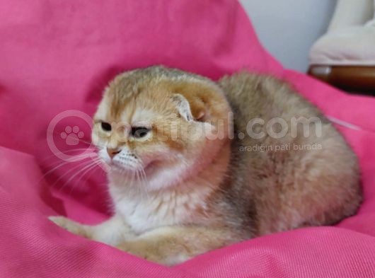 Scottish Fold 2 Buçuk Aylık - Sahibinden