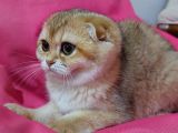 Scottish Fold 2 Buçuk Aylık - Sahibinden