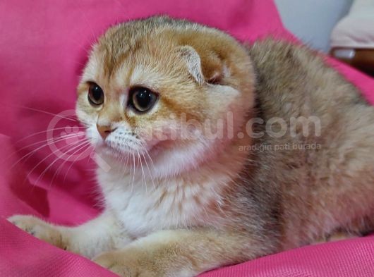 Scottish Fold 2 Buçuk Aylık - Sahibinden görsel