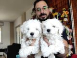 Karbeyaz Maltese Terri̇er 0 Numara Yavrular