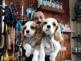 A KALİTE CAVALİER KİNG CHARLES YAVRULAR