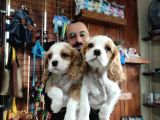 A Kali̇te Cavali̇er Ki̇ng Charles Yavrular