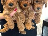 Karma Aşılı Pet Eğitimli Sağlık Garantili Poodle