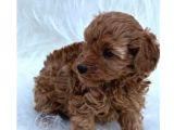 Red Tonunda Poodle Yavrularım A Kalite