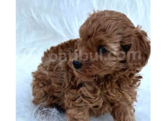 Red Tonunda Poodle Yavrularım A Kalite görsel