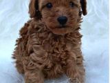 Red tonunda Poodle Yavrularım A kalite