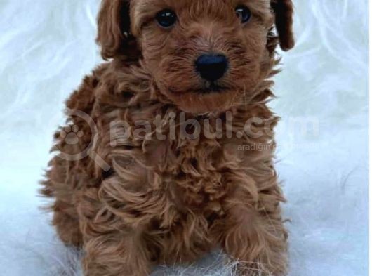 Red Tonunda Poodle Yavrularım A Kalite