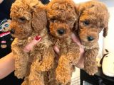 Karma Aşılı Pet Eğitimli Sağlık Garantili Poodle