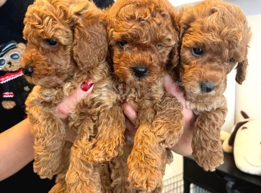 Karma Aşılı Pet Eğitimli Sağlık Garantili Poodle görsel