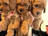 Karma aşılı Pet eğitimli sağlık garantili poodle