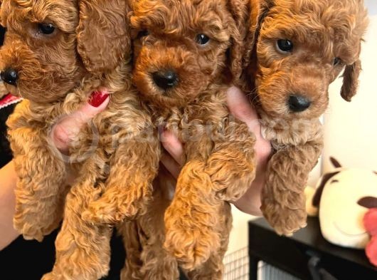 Karma Aşılı Pet Eğitimli Sağlık Garantili Poodle