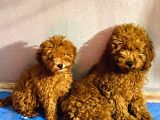 Orjinal Poodle yavrular aşılı ve sağlık garantilidir