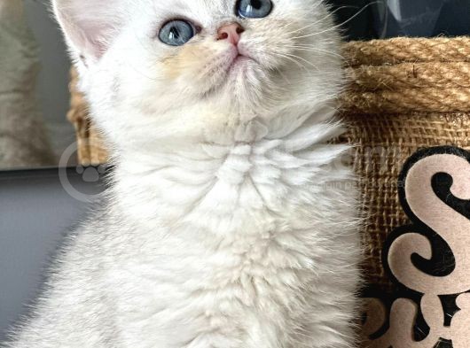 Silver Point Ve Silver Yavrular görsel