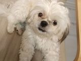 Shih Tzu Mükemmel Bir Dost