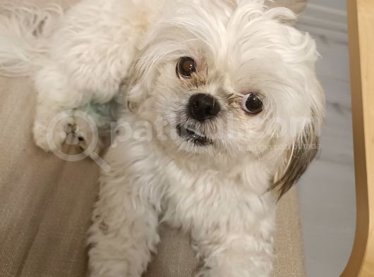 Shih Tzu Mükemmel Bir Dost görsel