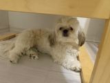 Shih Tzu Mükemmel Bir Dost