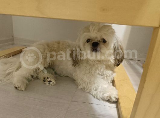Shih Tzu Mükemmel Bir Dost görsel