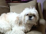 Shih Tzu Mükemmel Bir Dost
