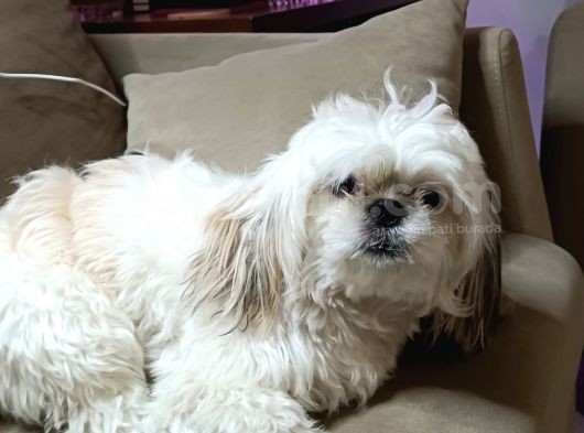 Shih Tzu Mükemmel Bir Dost görsel