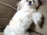 Shih Tzu Mükemmel Bir Dost