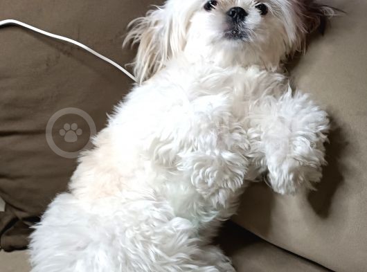 Shih Tzu Mükemmel Bir Dost görsel