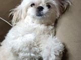 Shih tzu mükemmel bir dost